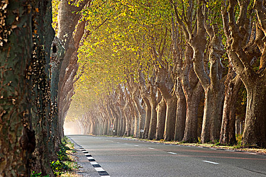 树林,道路,靠近,圣徒,法国