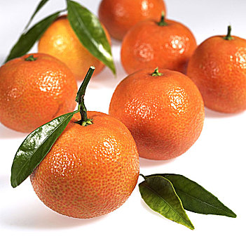 柑橘,白色背景