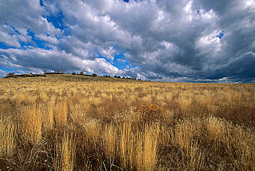 草地,靠近,马卢尔国家野生动植物保护区,俄勒冈