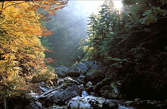 风景,大,黄绿色,秋天,格罗,湍流