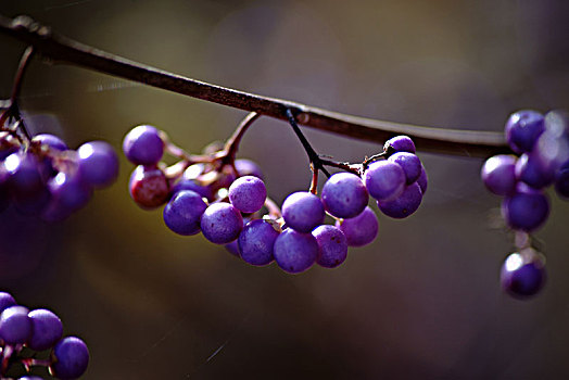 成熟,紫色,浆果,水果,站立,日本