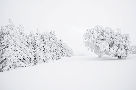 冬季风景,积雪,山毛榉,冷杉,布赖施高,巴登符腾堡,德国,欧洲