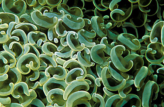 印度洋,珊瑚虫