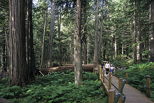 加拿大,不列颠哥伦比亚省,冰川国家公园,铁杉,小树林,雨林,游客,模型