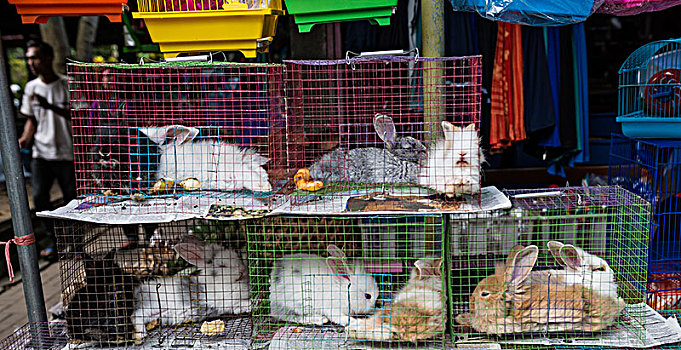 兔子,紧,笼子,销售,货摊,鸟,市场,日惹,爪哇,印度尼西亚,亚洲