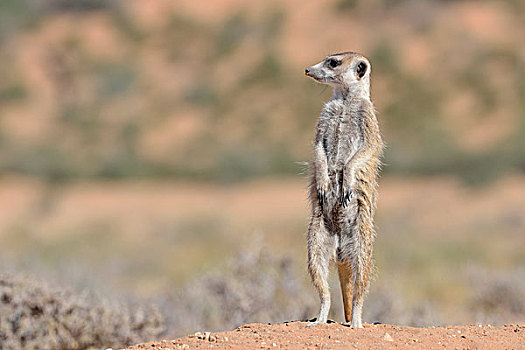 猫鼬,成年,雄性,专注,洞穴,入口,卡拉哈迪大羚羊国家公园,北开普,南非,非洲