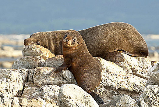 母亲,幼仔,毛皮,海豹,睡觉,岩石上,新西兰