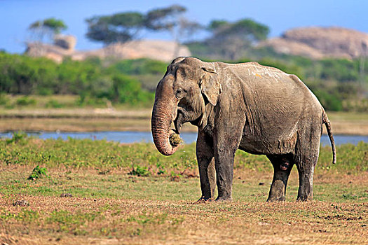 斯里兰卡人,大象,象属,成年,雄性,吃,国家公园,斯里兰卡,亚洲