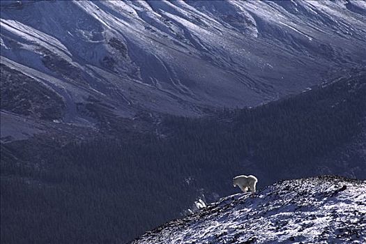 石山羊,雪羊,落基山,风景,北美