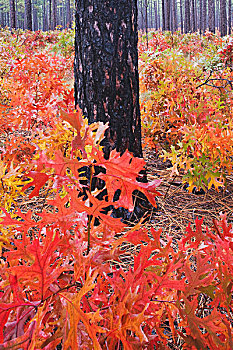 深红色,橡树,松树,秋色,韦茅斯,木头,自然,保存,南方,北卡罗来纳,美国