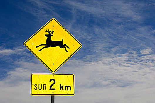 交通标志,驼鹿,法国,魁北克,加拿大