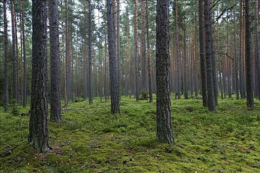 松树,树林,国家公园,爱沙尼亚,波罗的海国家,东北方,欧洲