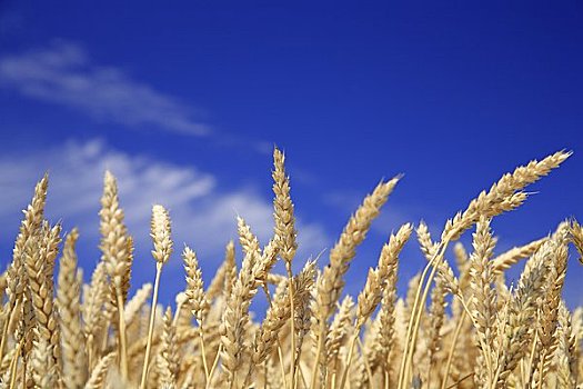 小麦,丰收