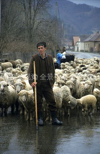 牧羊人图片_牧羊人高清图片_全景视觉