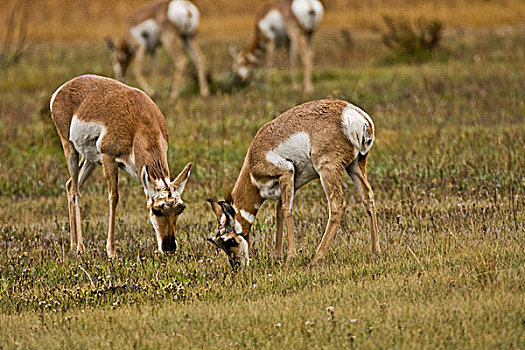 雌性,羚羊,大台顿国家公园,怀俄明,美国