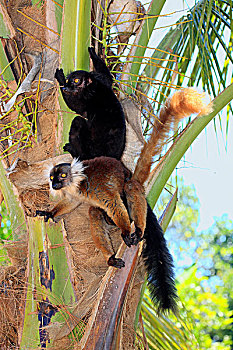 黑狐猴,一对,诺西空巴,马达加斯加,非洲