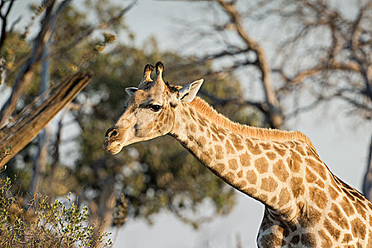 非洲,博茨瓦纳,乔贝国家公园,长颈鹿,站立,边缘,萨维提,湿地
