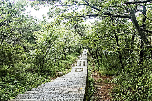 江西省九江市庐山风景景原始森林步行栈道自然景观