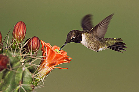 蜂鸟,黑色下巴的蜂鸟,雄性,飞行,丘陵地区,德克萨斯,美国