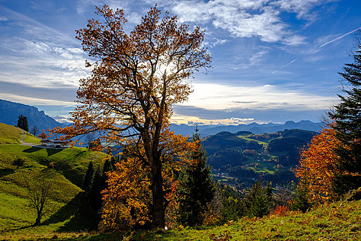 秋天,树,山景,靠近,途中,泽哈尔,齐姆高,上巴伐利亚,巴伐利亚,德国,欧洲