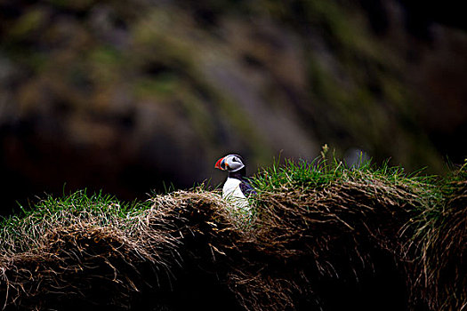 角嘴海雀,草,悬崖,看别处,冰岛