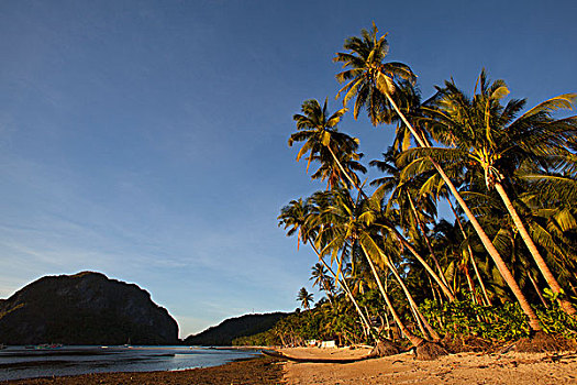 椰树,树,日落,海滩,靠近,埃尔尼多,巴拉望岛,菲律宾