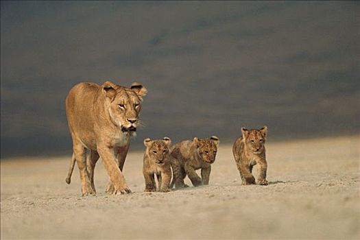 非洲狮,狮子,母兽,走,三个,幼兽,塞伦盖蒂国家公园,坦桑尼亚
