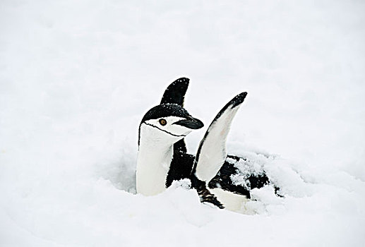 帽带企鹅,南极企鹅,振翅,雪,孵卵,蛋,重,下雪,南极半岛,南极