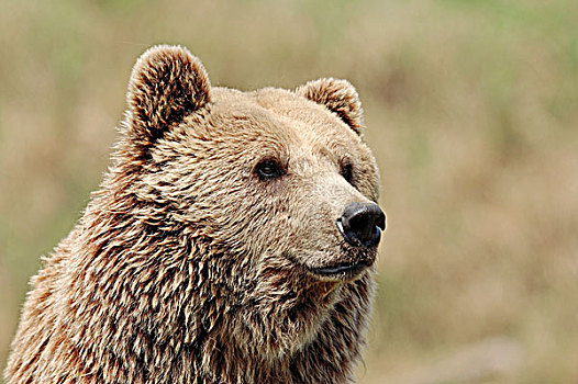 棕熊,熊,北方,美洲,褐色,头像,怀俄明,美国