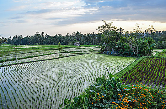 风景,稻田,分开,泥,墙壁,小,绿色,稻米,植物,浅水