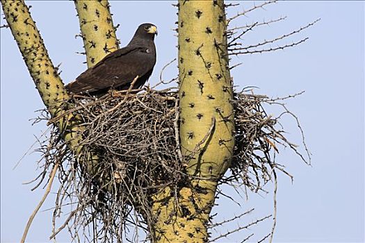 老鹰,栗翅鹰,巢穴,仙人掌,埃尔比斯开诺生物圈保护区,墨西哥