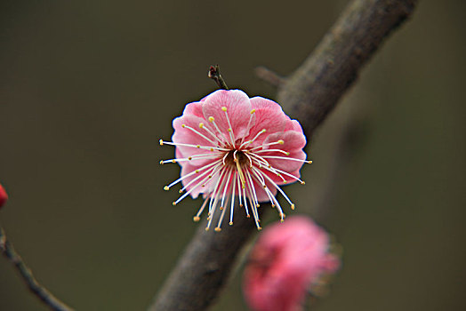 梅花