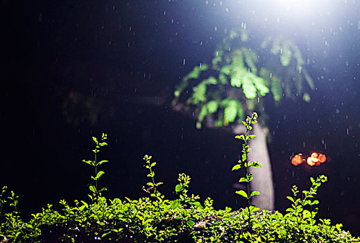 夜晚的灯光雨水和植物