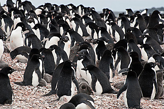 阿德利企鹅,生物群,车站,南极半岛,南极