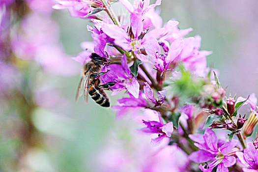 蜜蜂,紫色金钱草,花