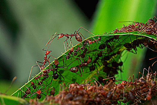 绿色,树,蚂蚁,防护,生物群,山,国家公园,沙捞越,马来西亚