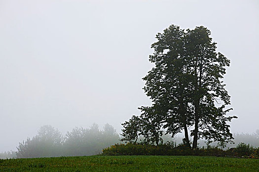 树,晨雾,魁北克,加拿大