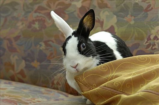 迷你兔,啃,垫子,沙发