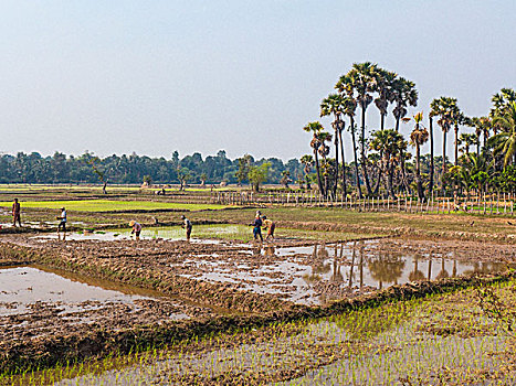 稻田,柬埔寨,风景,收获