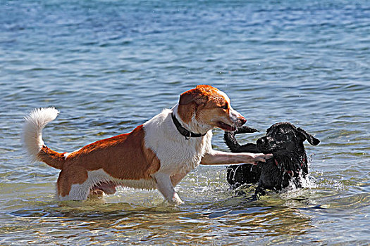 两个,狗,玩,水,海滩