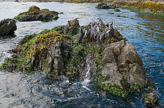麦哲伦企鹅,小蓝企鹅,群,岩石上,奇洛埃岛,智利