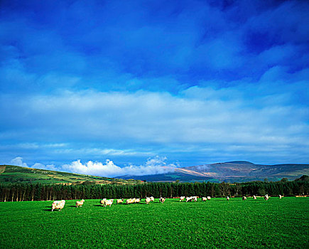 绵羊,围场,威克洛郡,爱尔兰