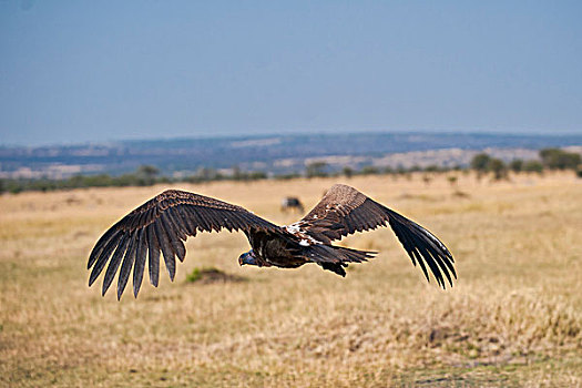 白背兀鹫,白背秃鹫,塞伦盖蒂国家公园,坦桑尼亚,非洲