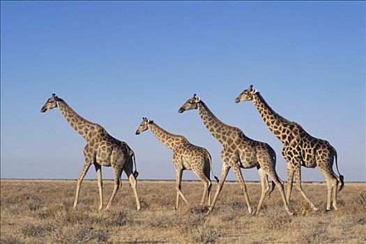 纳米比亚,埃托沙国家公园,长颈鹿,朴素
