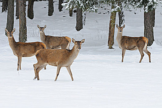 赤鹿,鹿属,鹿,雪中