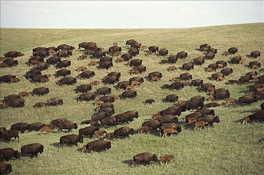 美洲野牛,野牛,牧群,成年,幼兽,草原,南达科他