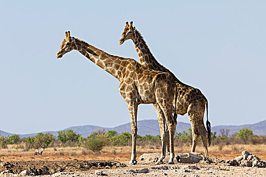 两个,长颈鹿,埃托沙国家公园,纳米比亚,非洲