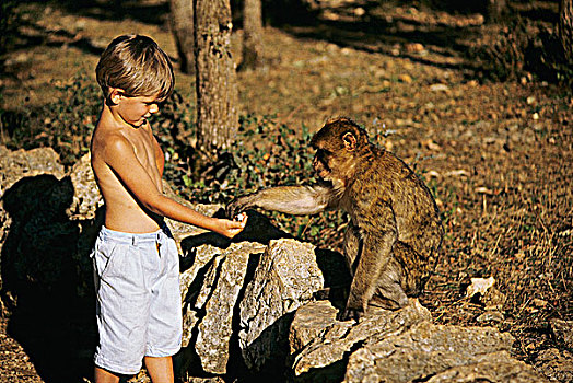 小男孩,喂食,猴子