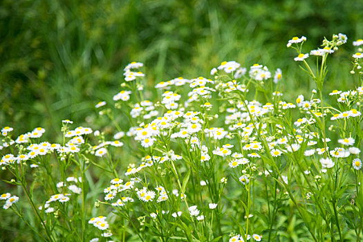 野花,雏菊