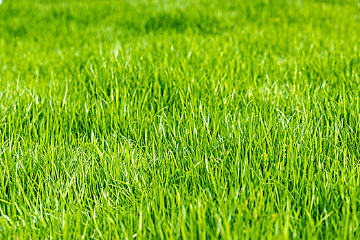 草坪草地绿草